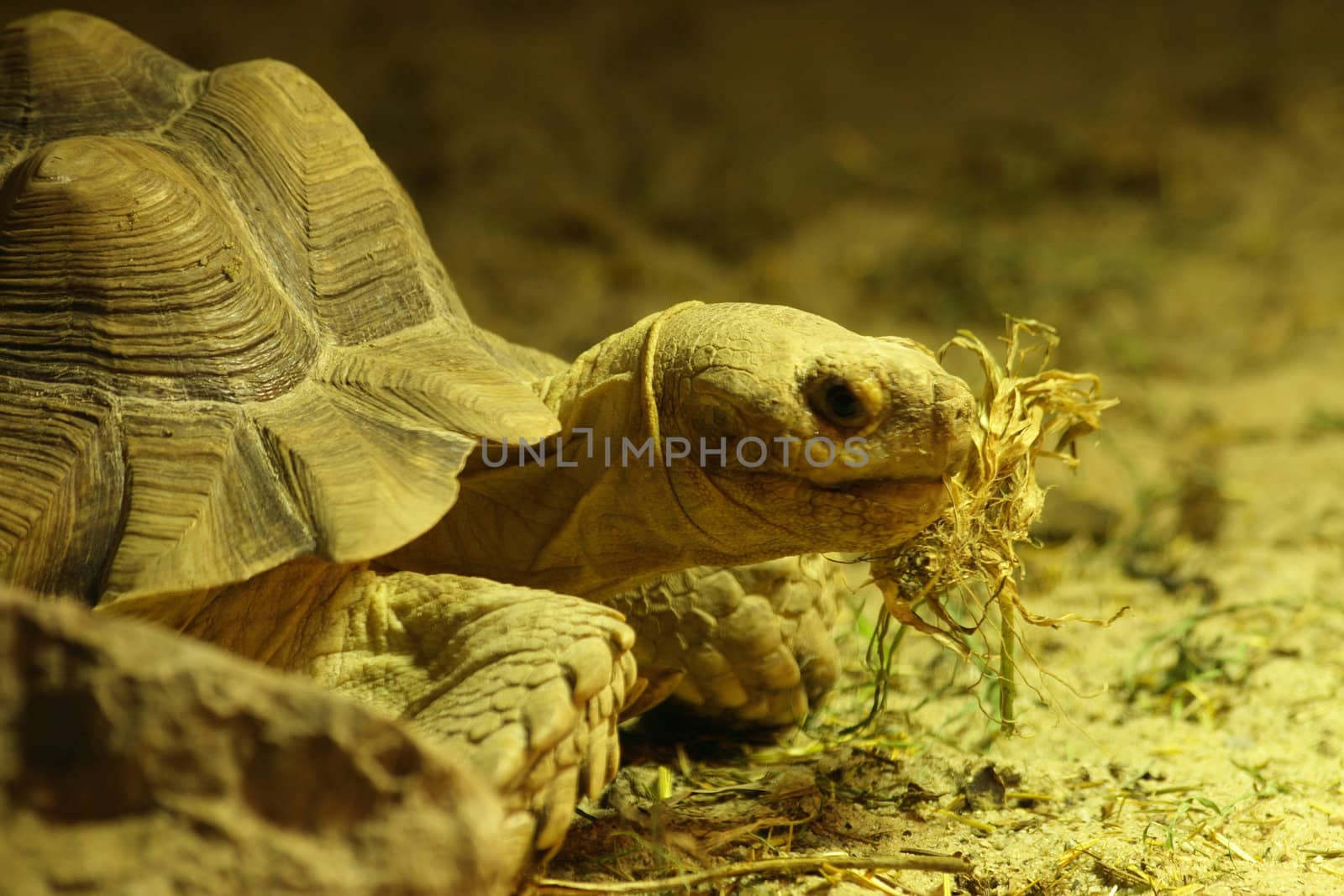 turtle is eating -detail of small turtle 