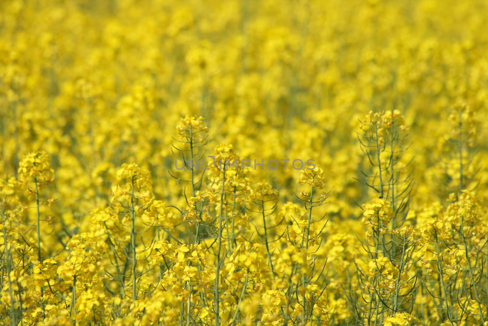 nice natural yellow flower from the spring field 