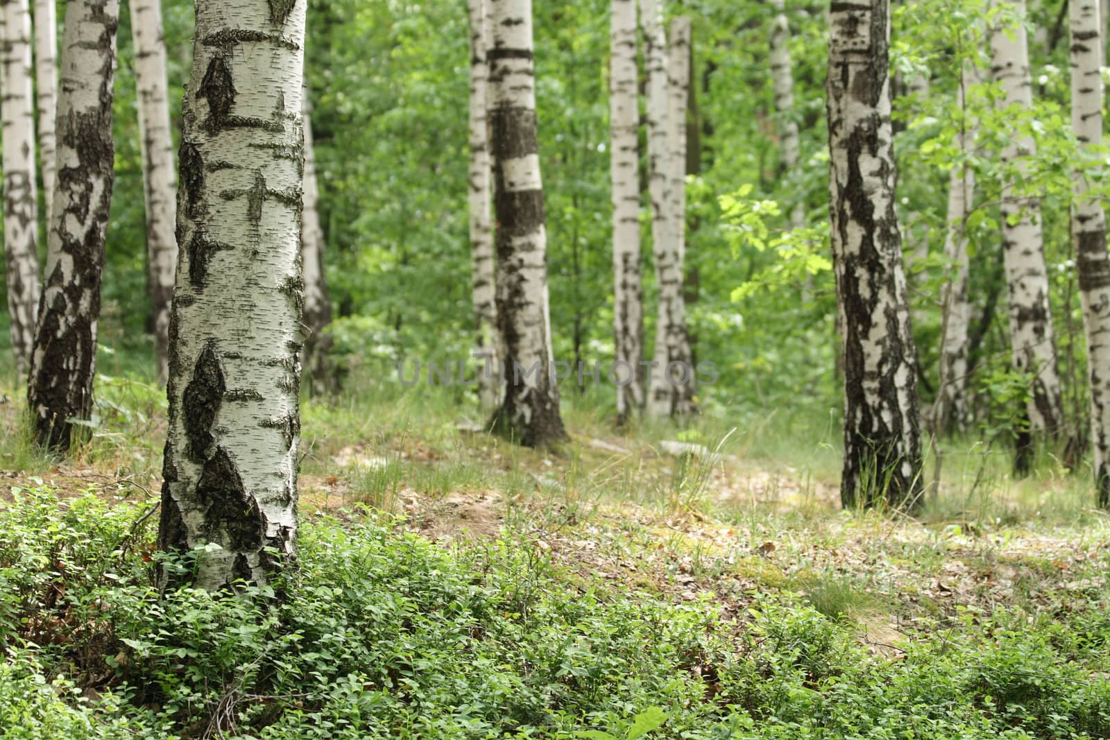very nice spring forest with nice trees 