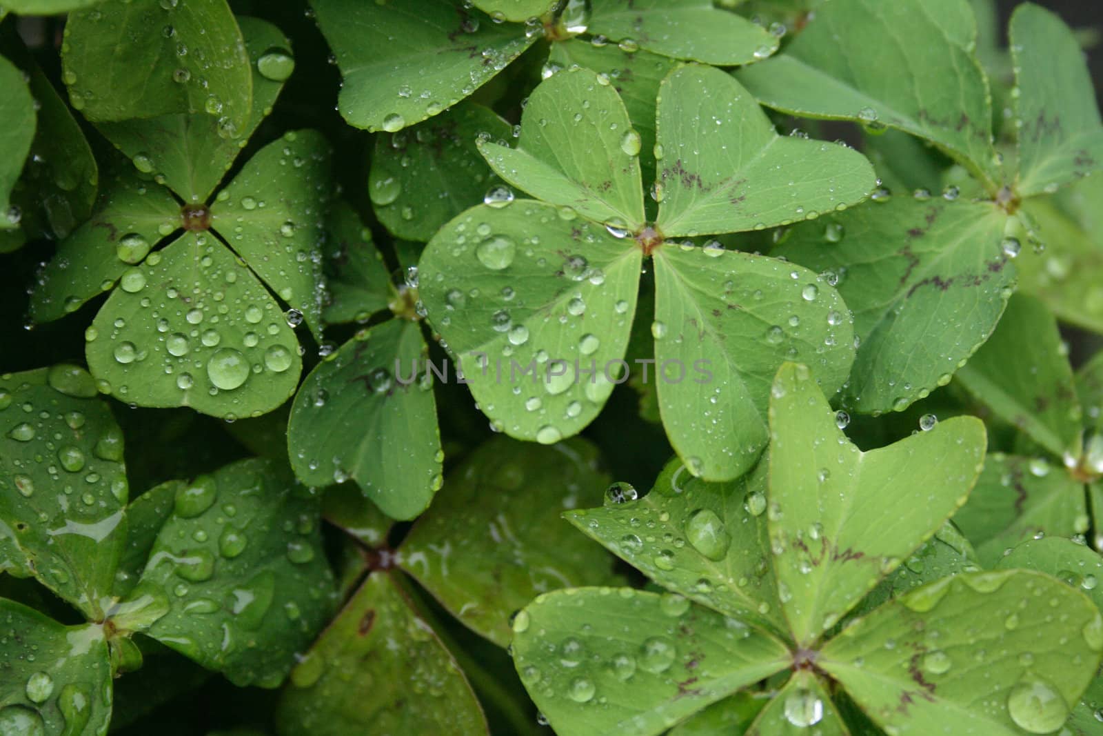 green spring background withm leaves and water drops 