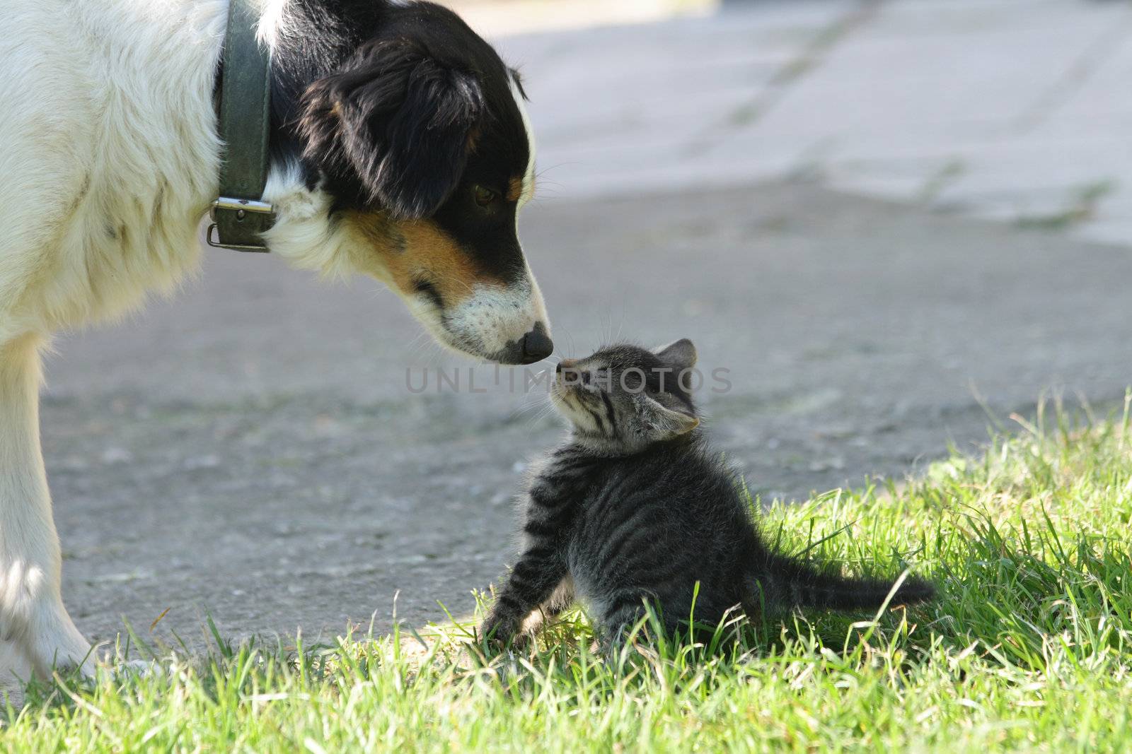 cat and dog (dog want to be friend)