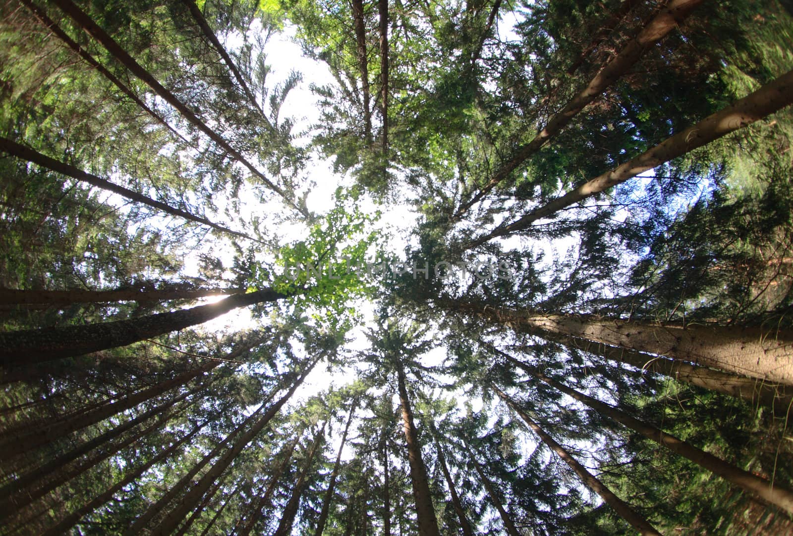 green deep forest in the czech republic