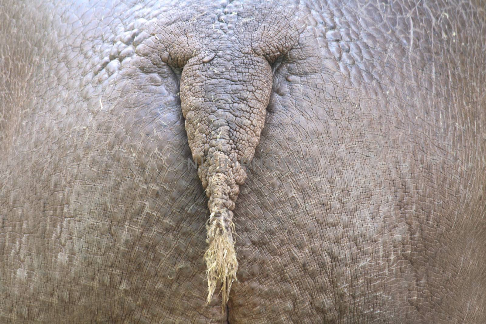 ass of hippo as nice animal texture 