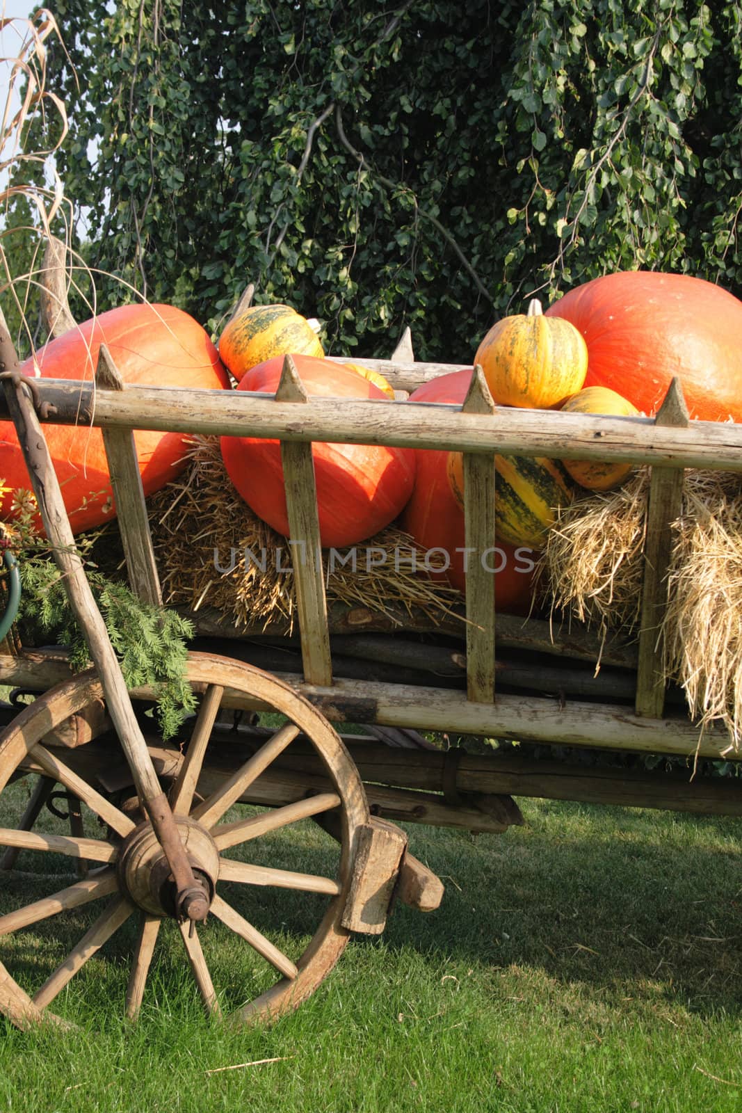 natural pumpkins background from the halloween garden