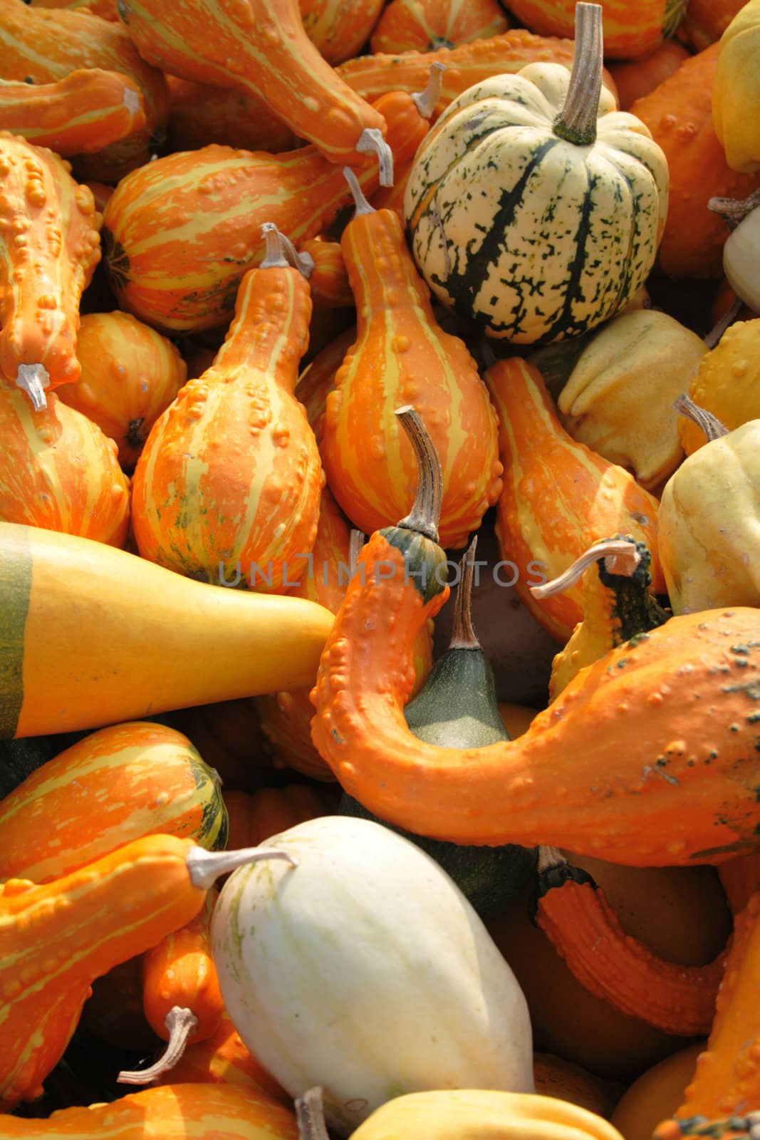 pumpkins background from the halloween garden