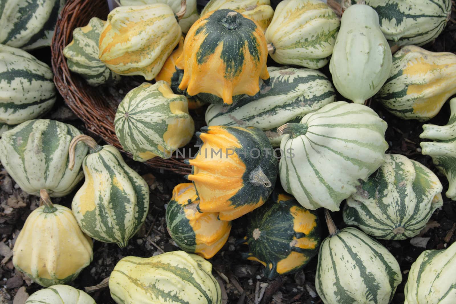 natural pumpkins background from the halloween garden