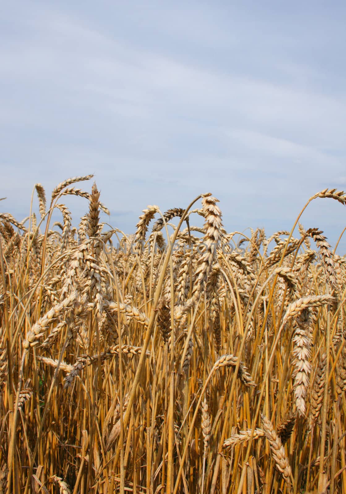 golden corn field from the czech republic 