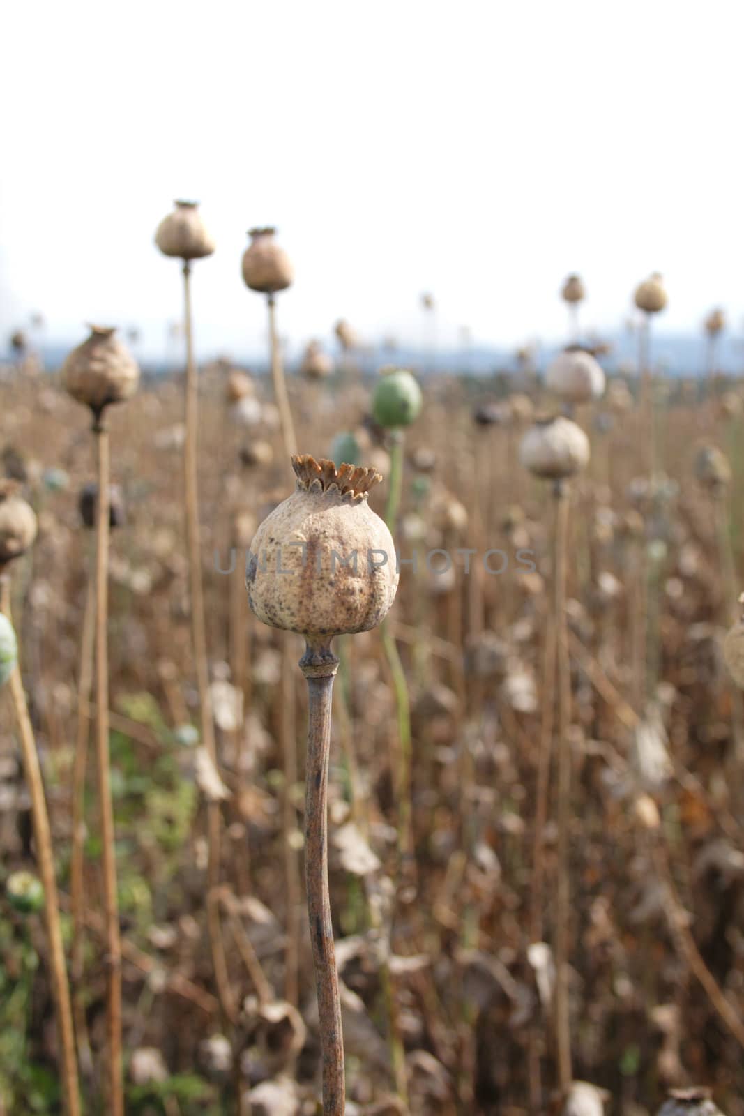 nice poppy field from the czech republic 