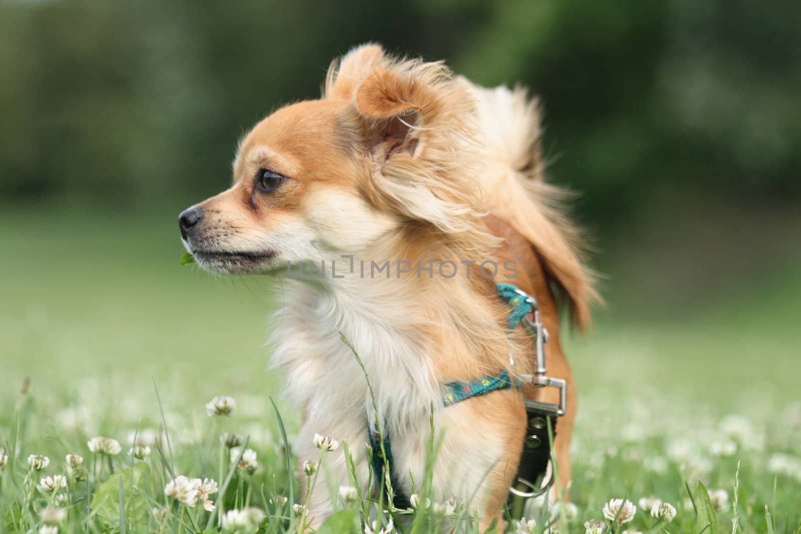sweet small chihuahua in the green park 