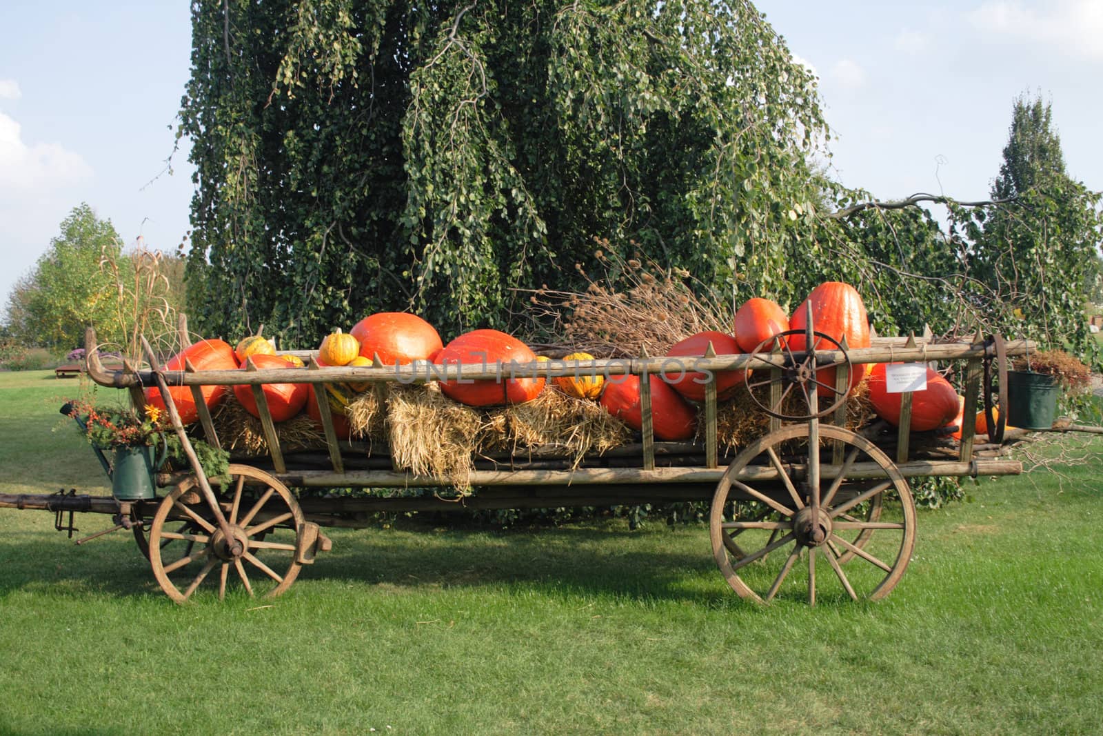 pumpkins background from the halloween garden