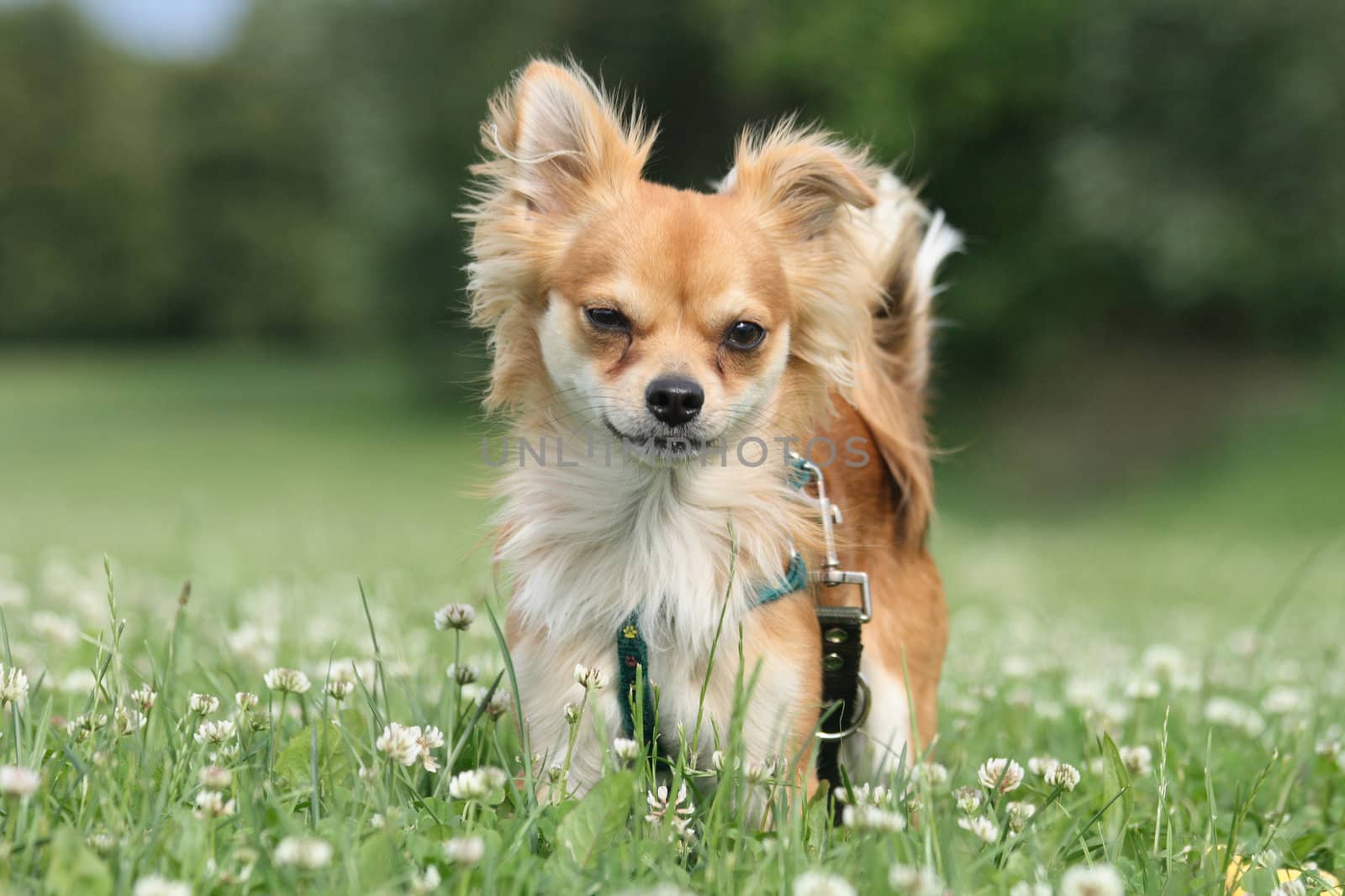 sweet small chihuahua in the green park 
