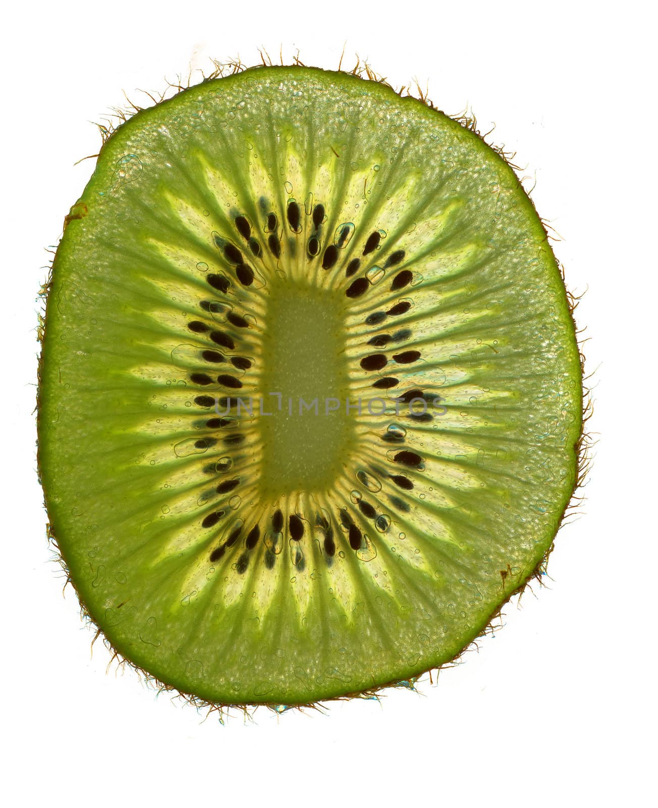 slice of fresh kiwi  on the white background