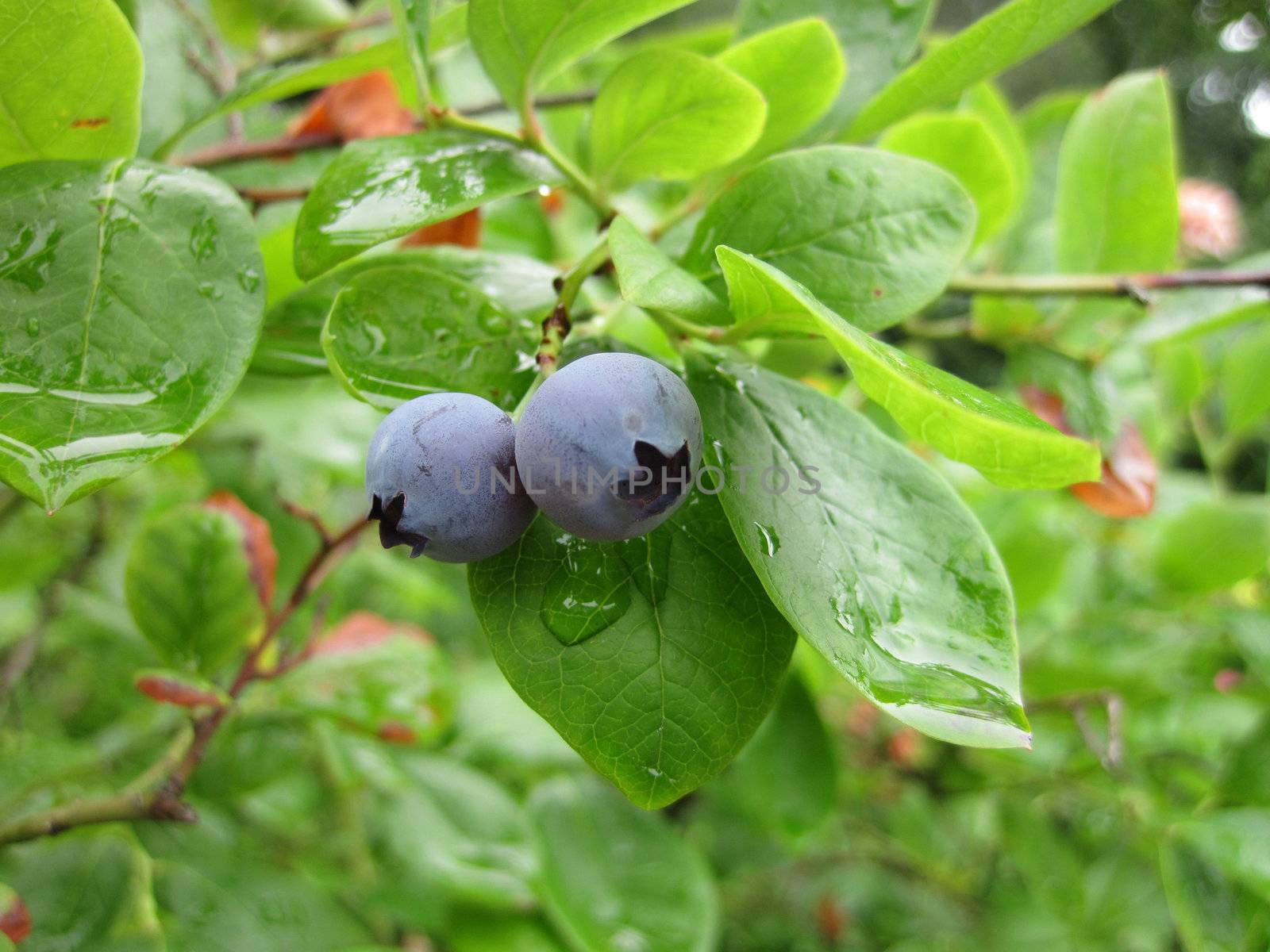 blueberries from the nature in the rain