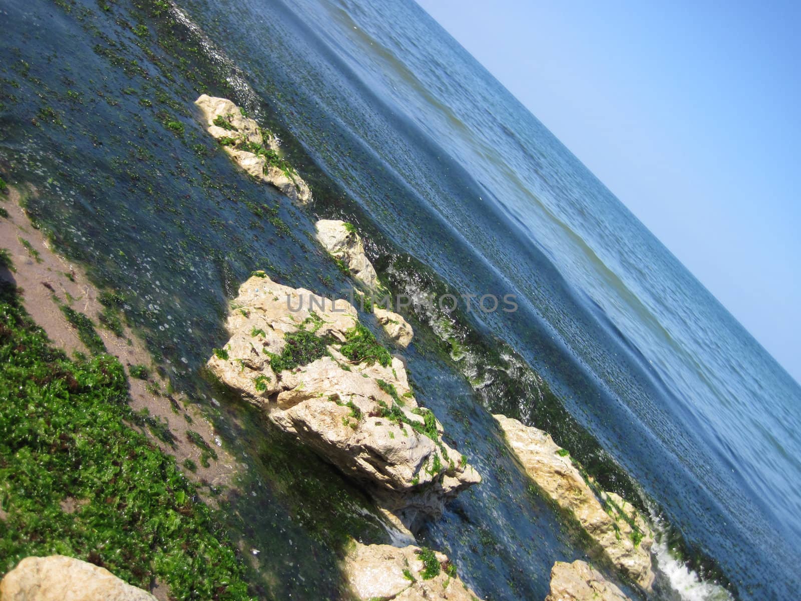 very nice sea with green plants in the bulgaria