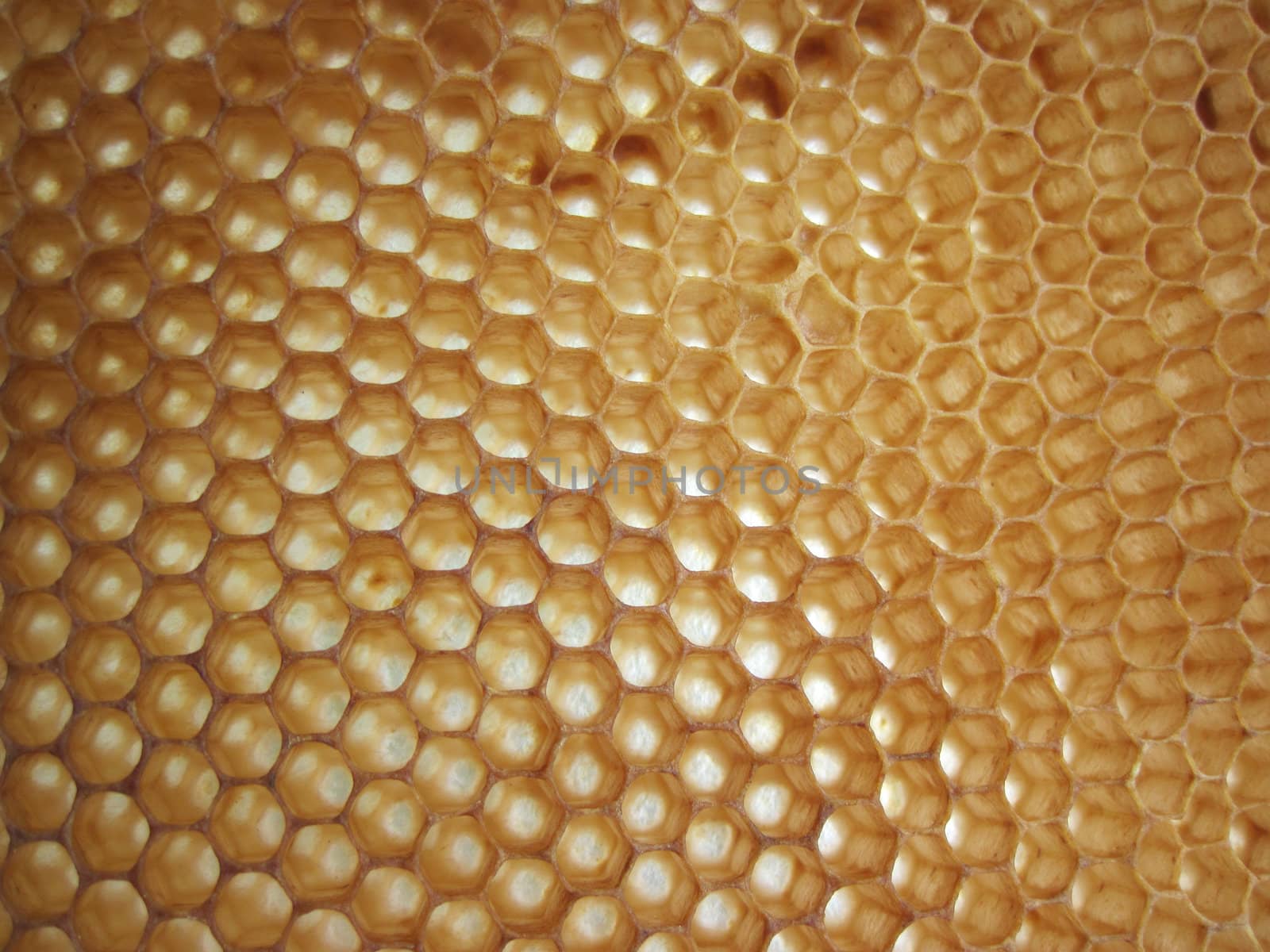 empty honey texture as nice bee background