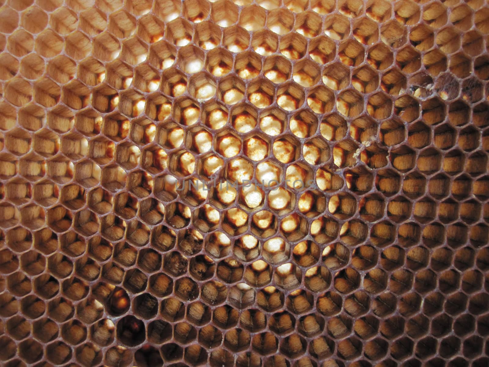 empty honey texture as nice bee background