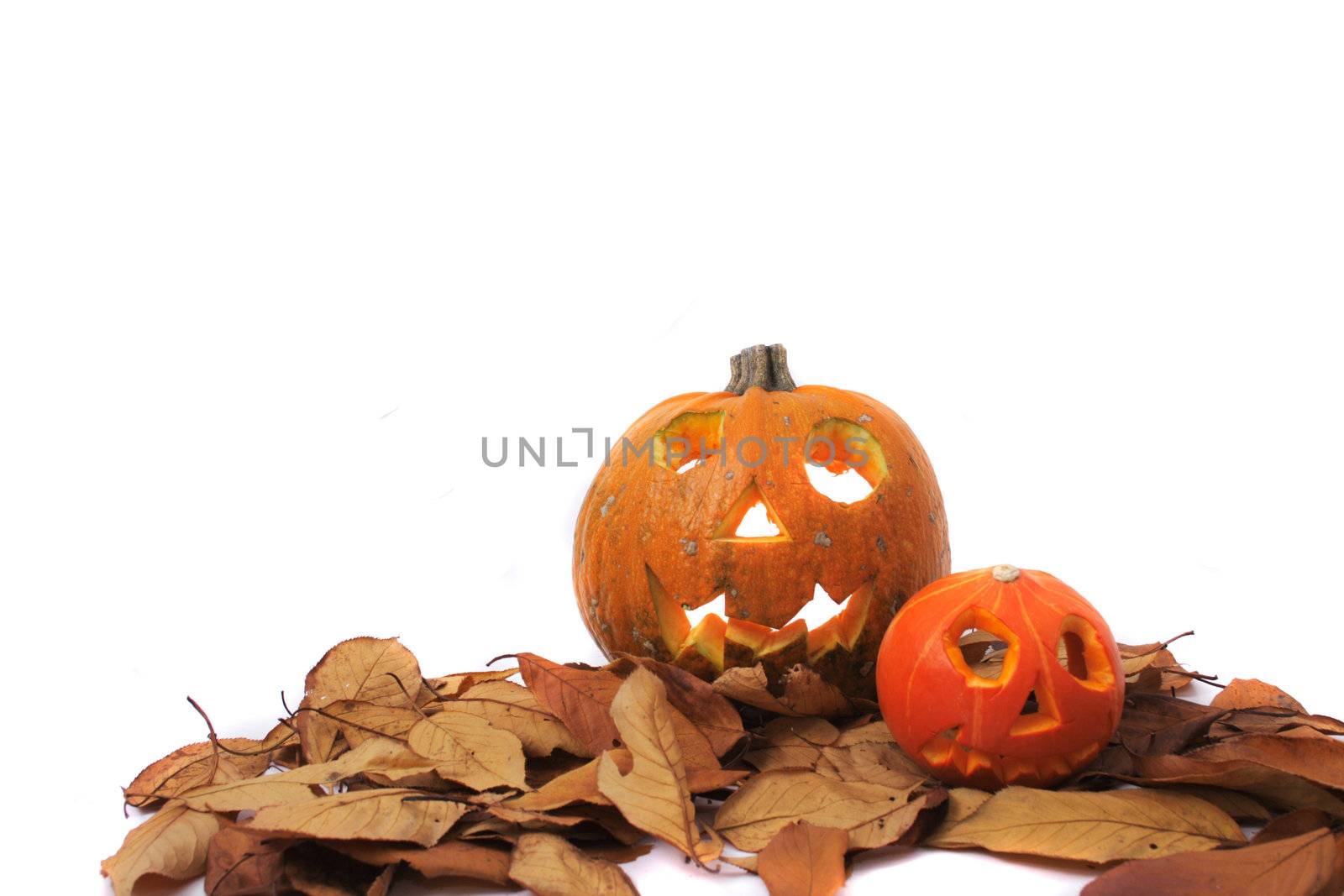 traditional halloween pumpkin as very nice  holiday background