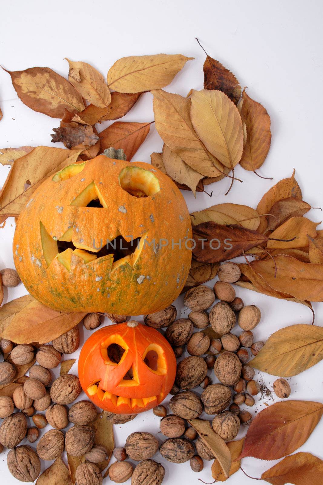 traditional halloween pumpkin as very nice  holiday background