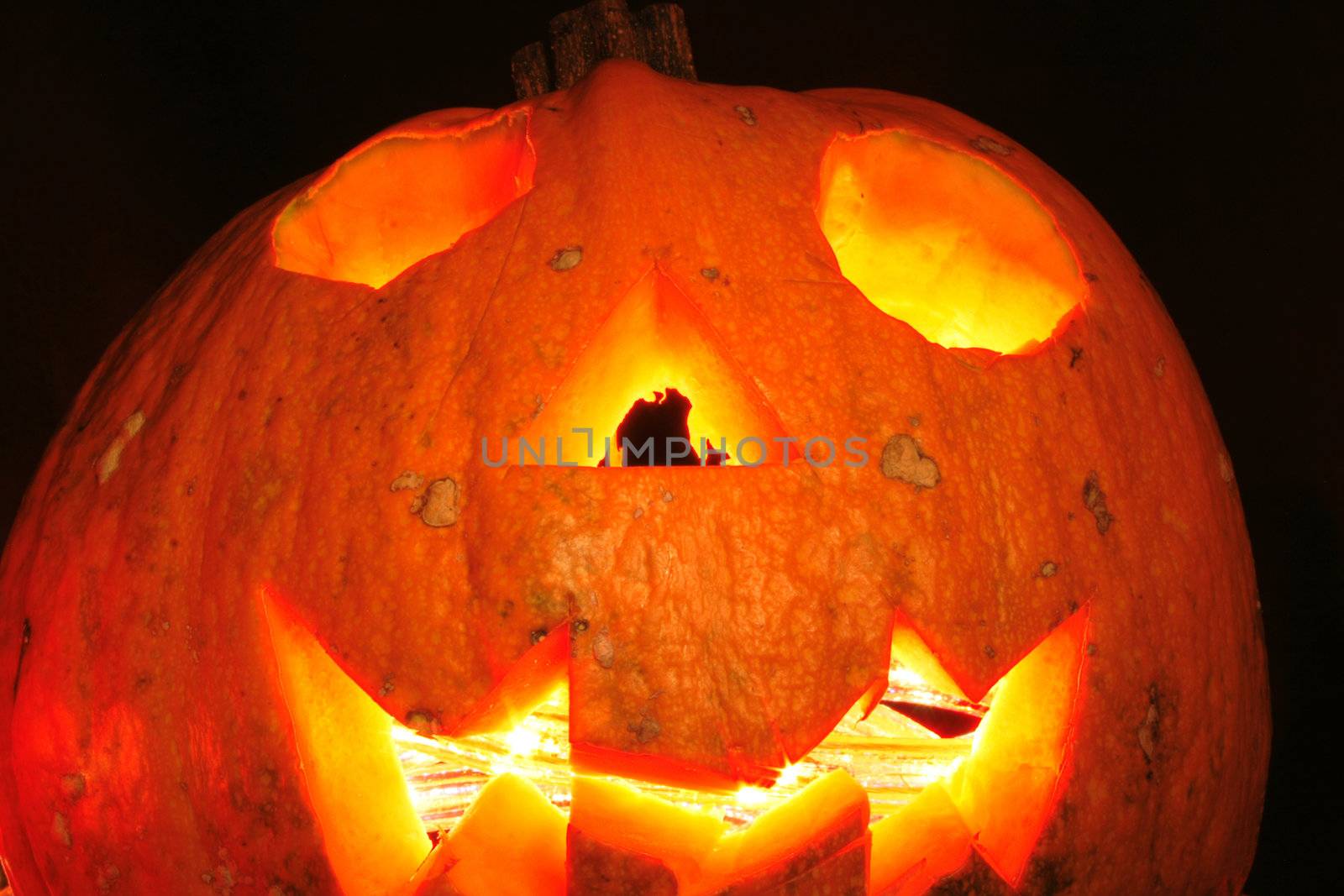 traditional halloween pumpkin as very nice  holiday background