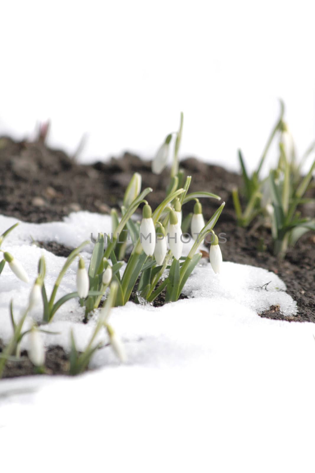 fresh white spring flowers in the last snow 
