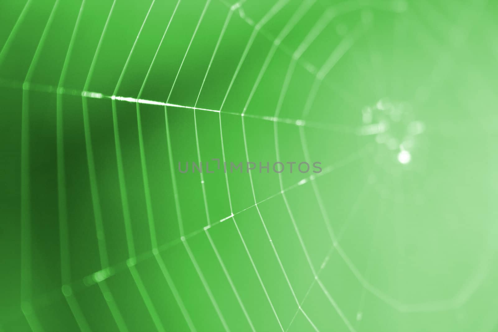 nice spider net from the spring forest 