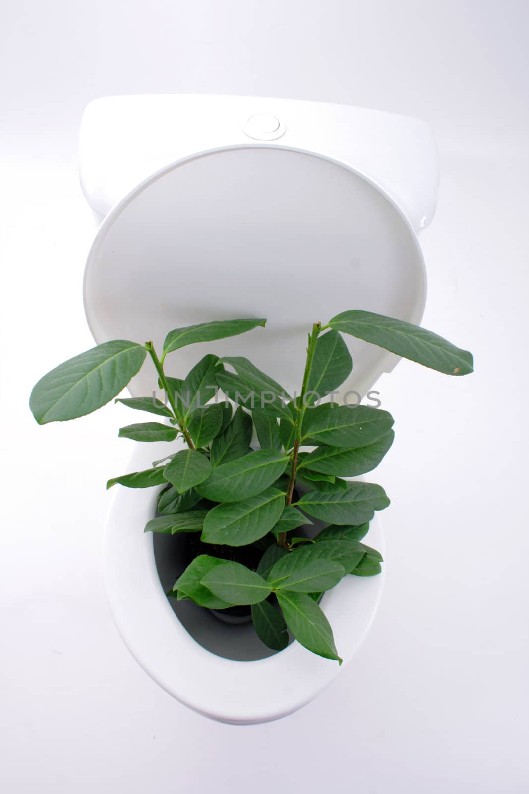 gardening at toilet isolated on the white background