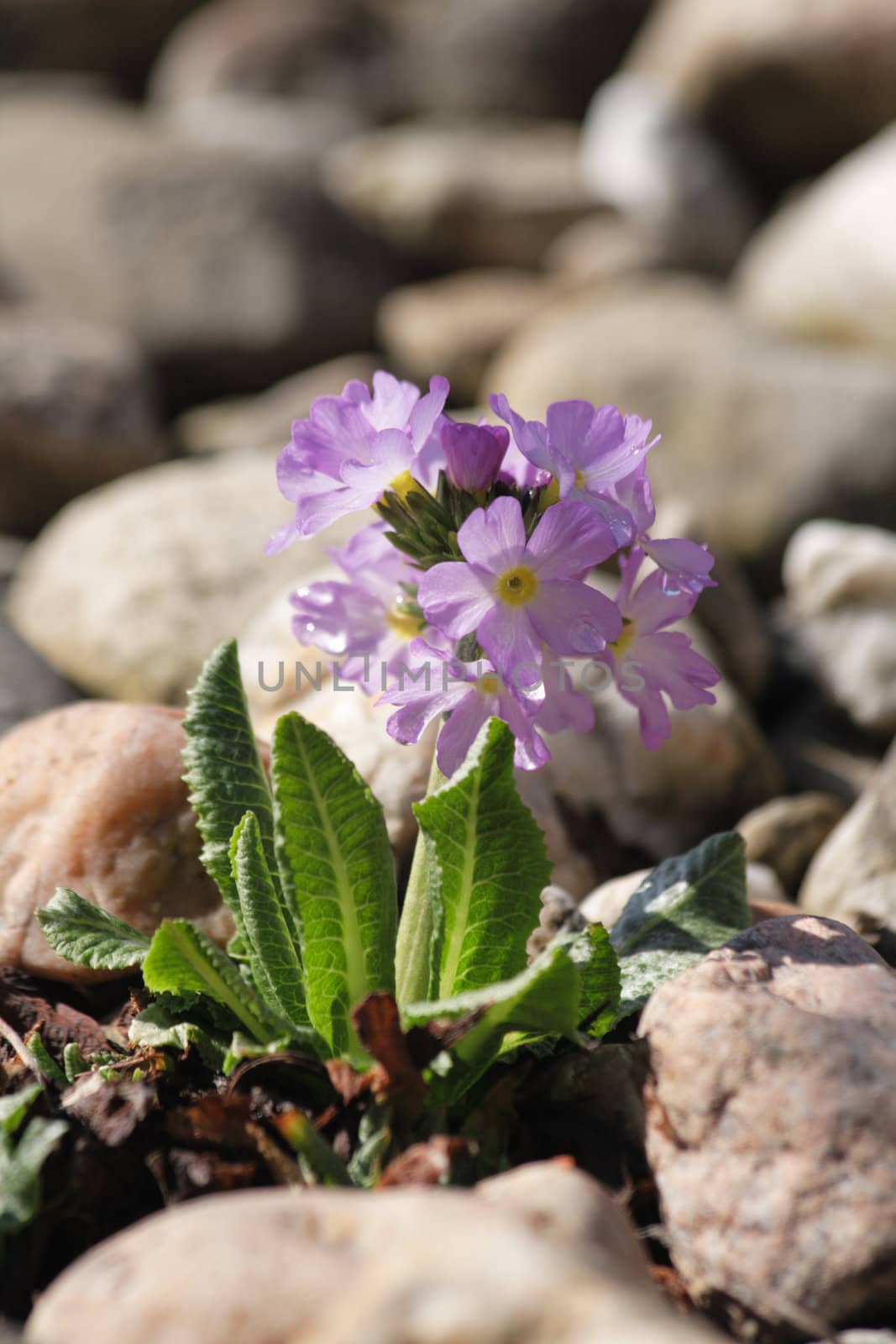 nice violet spring flower in my garden 