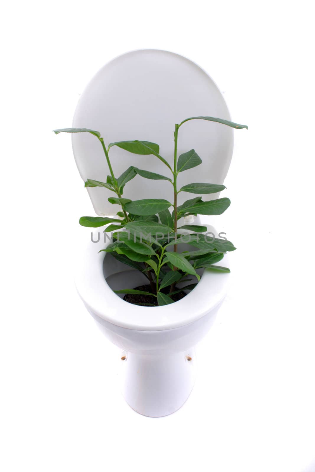 gardening at toilet isolated on the white background