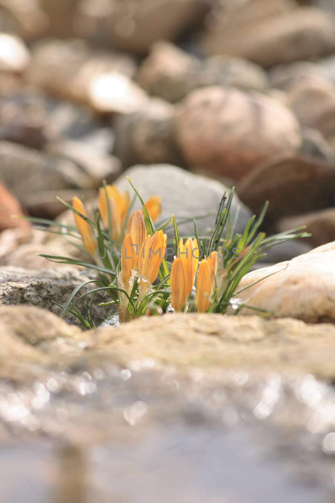 fresh white spring flowers in the rocky place