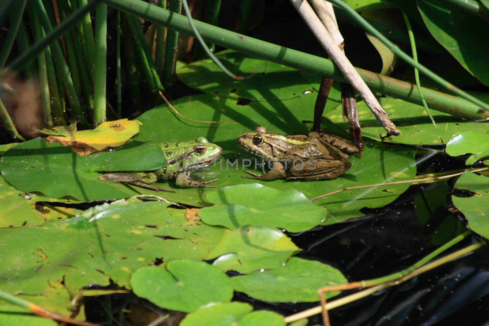 two frogs on the valentine day as two lowers