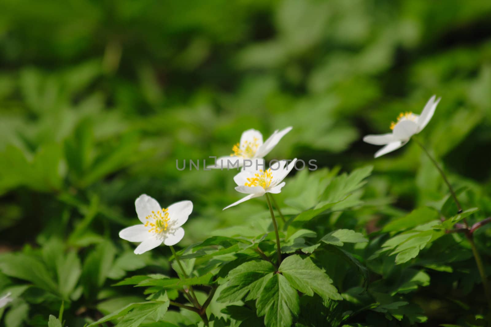 white spring flowers as nice natural background