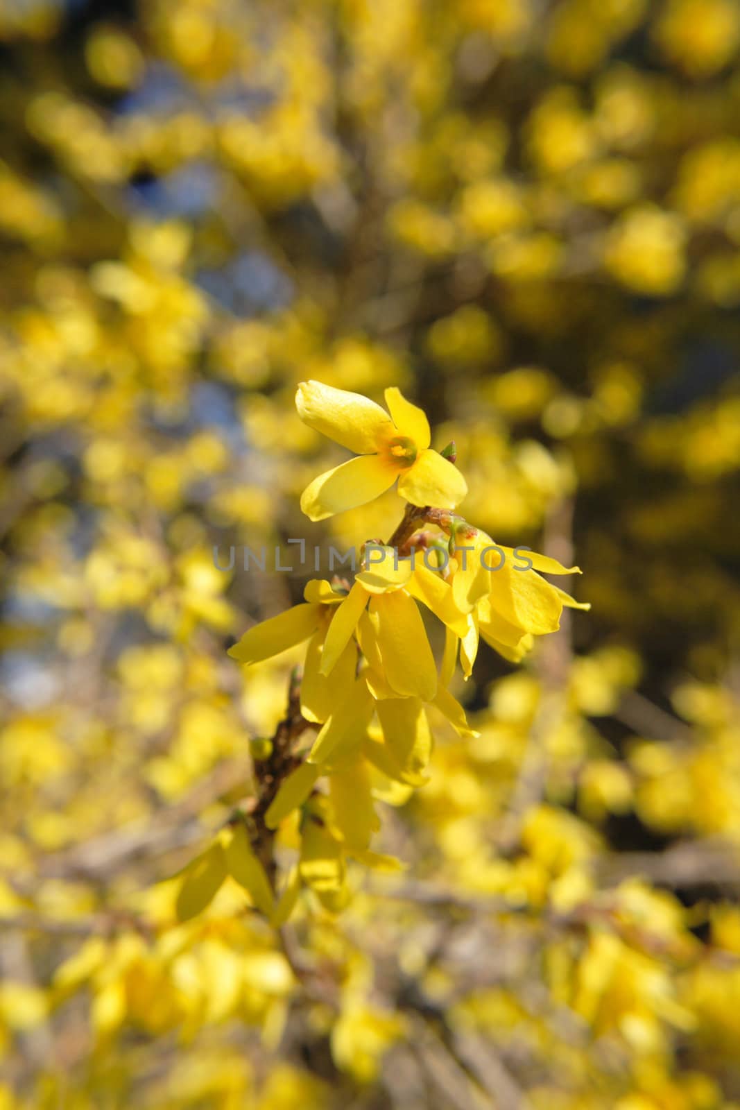 nice yellow spring flowers from the nature