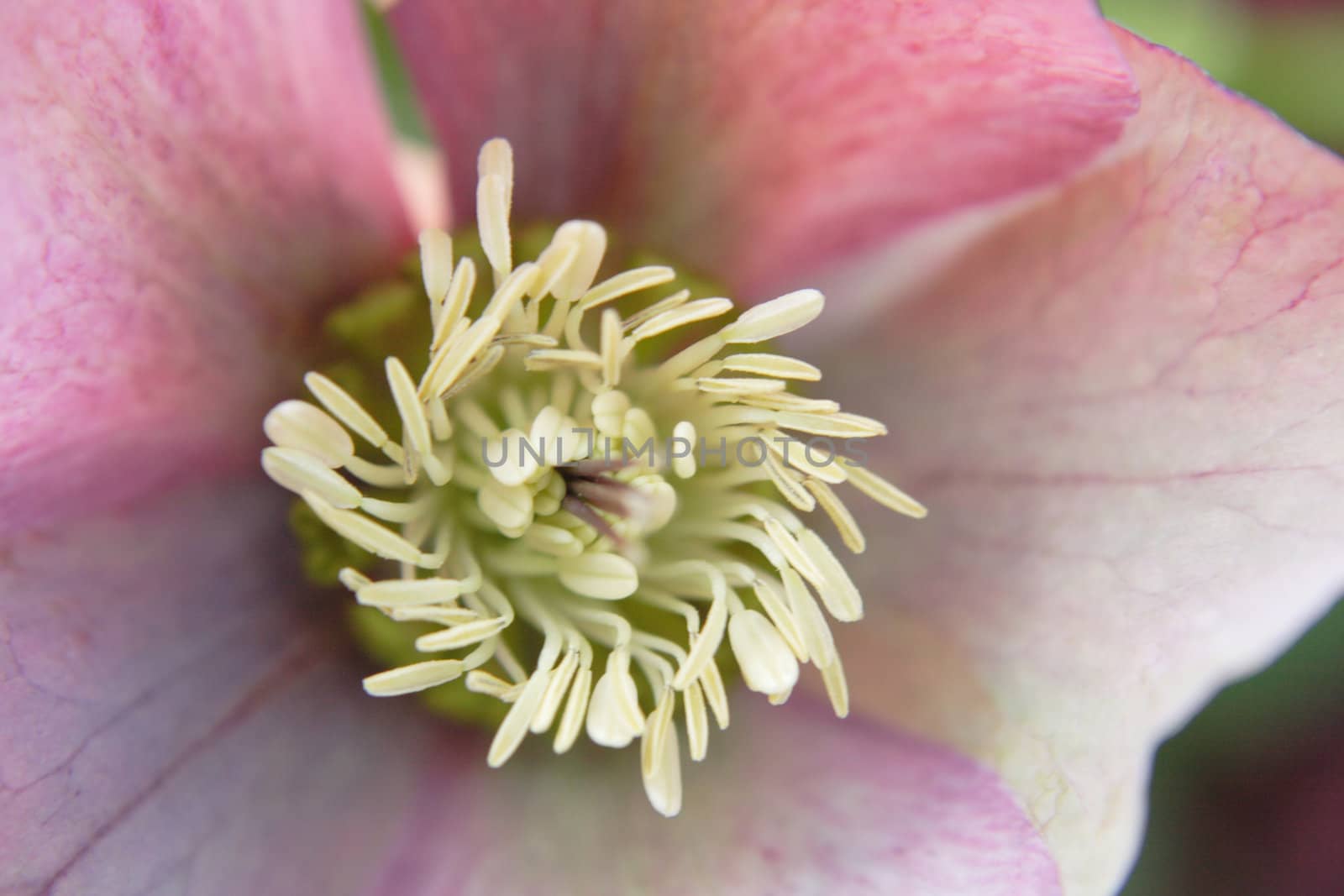 detail of some spring flower (macro shot)