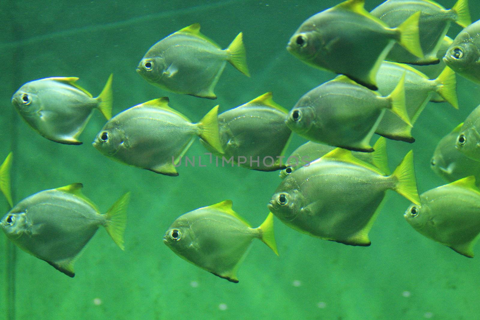 nice small group of fishes in natural environment 