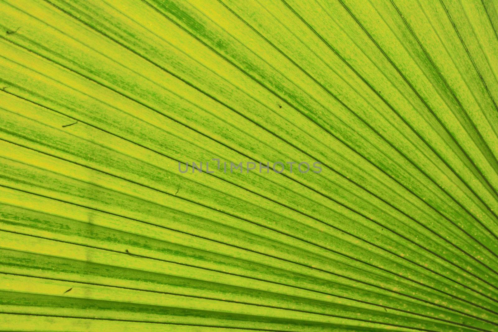 green leaf background from the palm tree