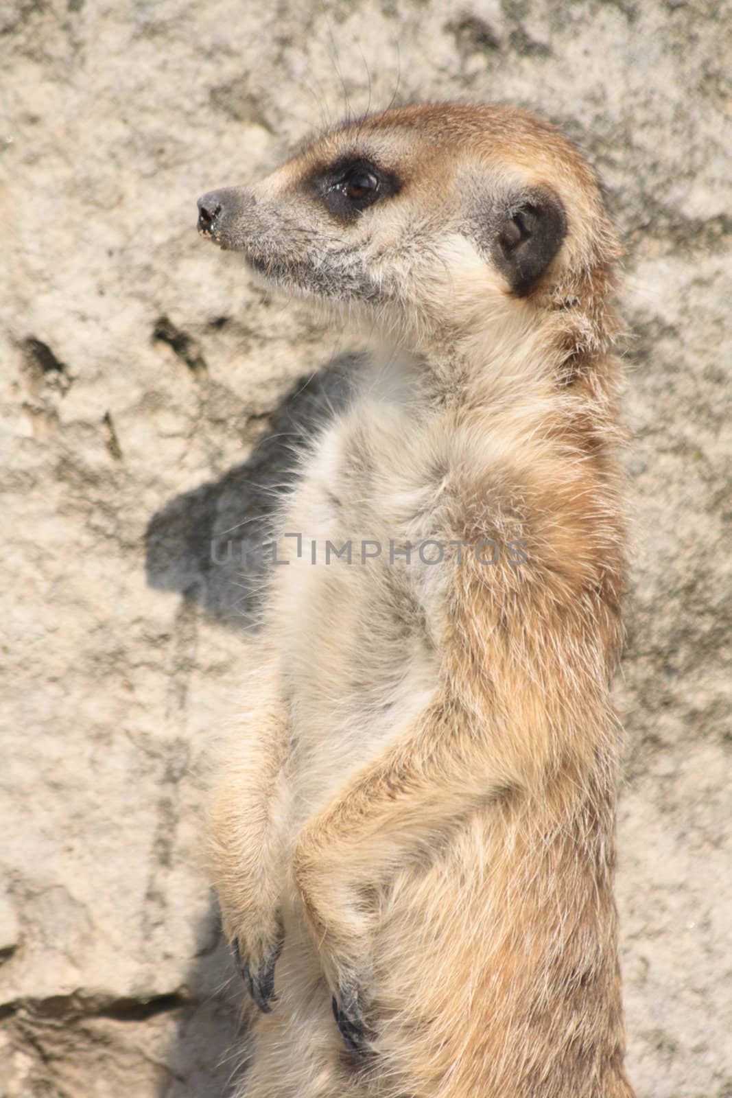 very nice suricata from the wild nature 