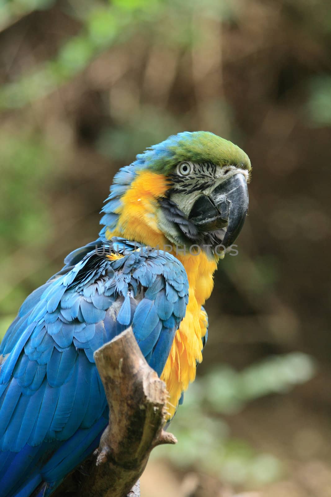 very nice blue and yellow parrot in the nature
