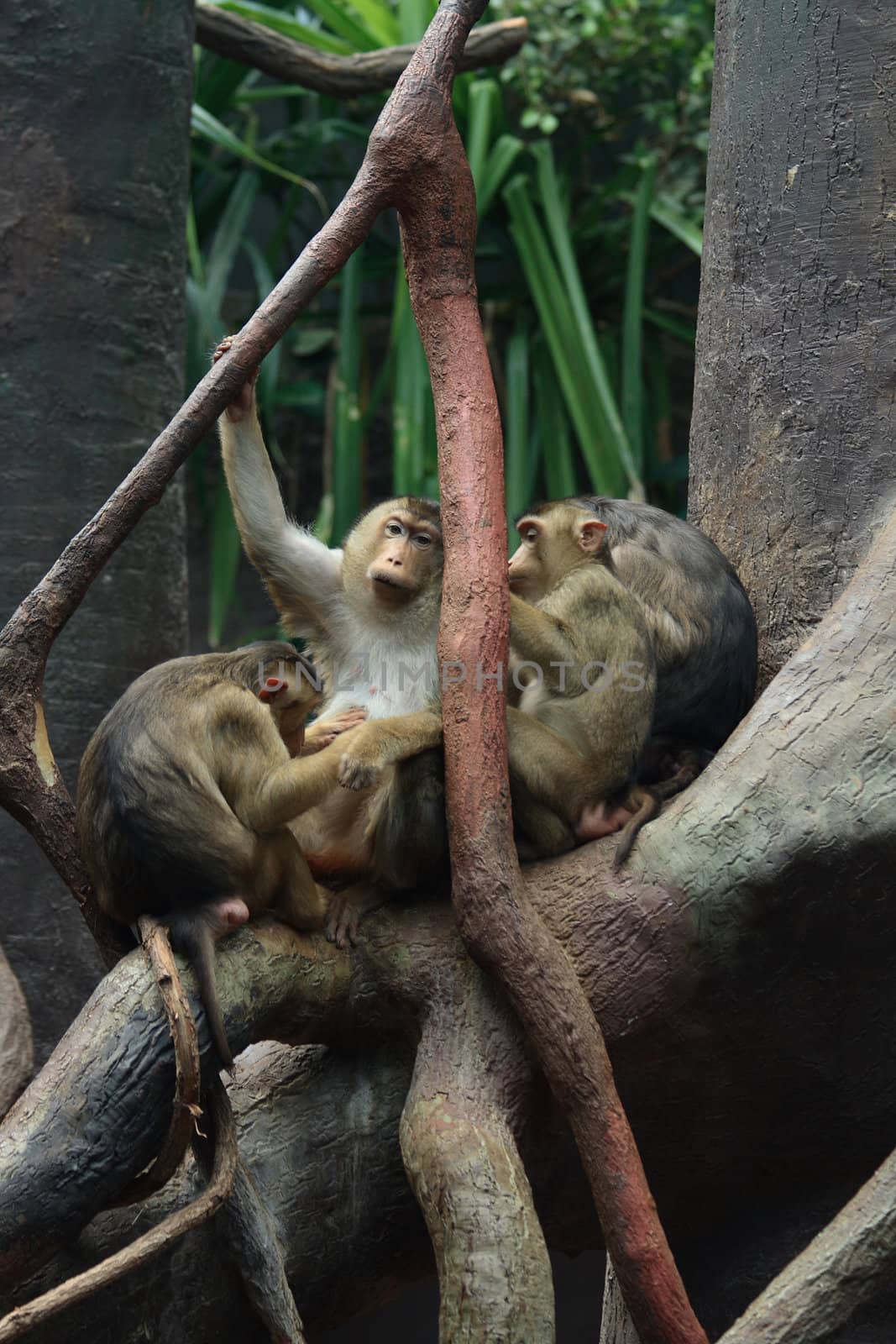 small group of baboons in the Jungle 