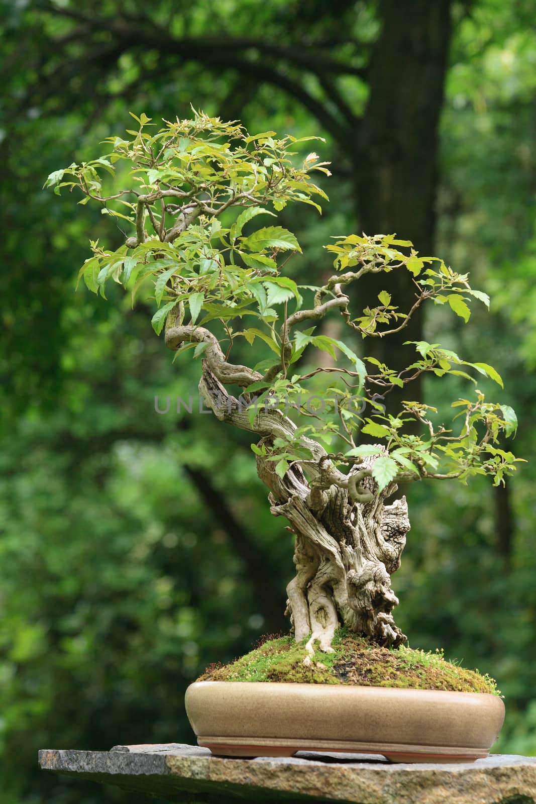 nice small bonsai tree in the czech park