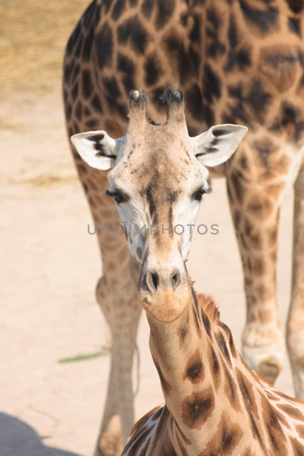 very nice giraffe from the wild nature 