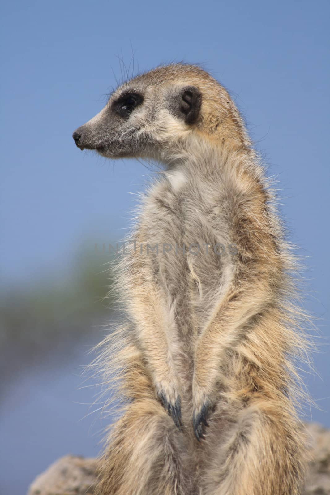 very nice suricata from the wild nature 