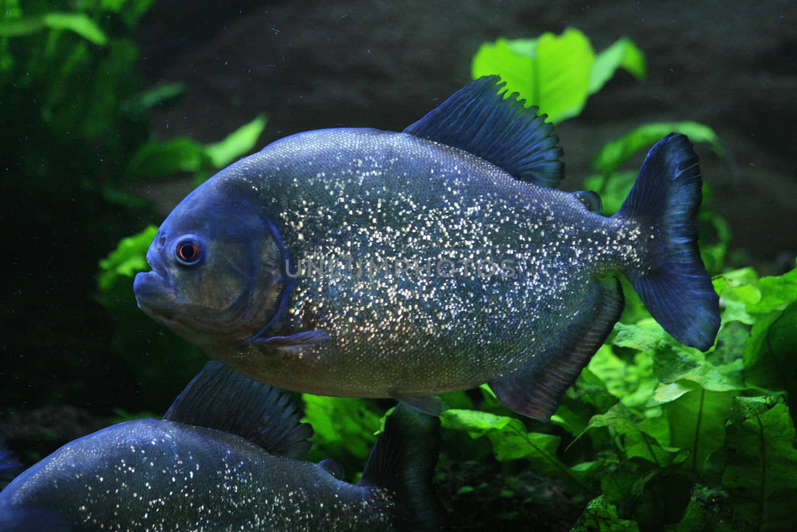 nice big piranha fish in natural environment 