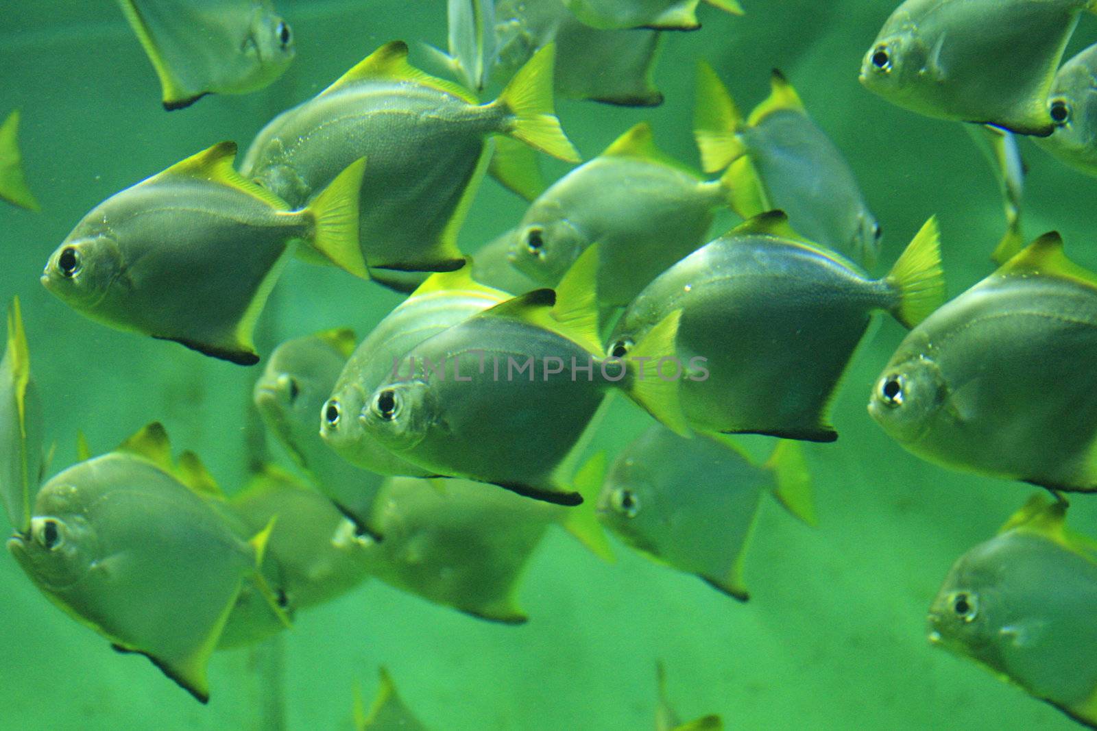 nice small group of fishes in natural environment 