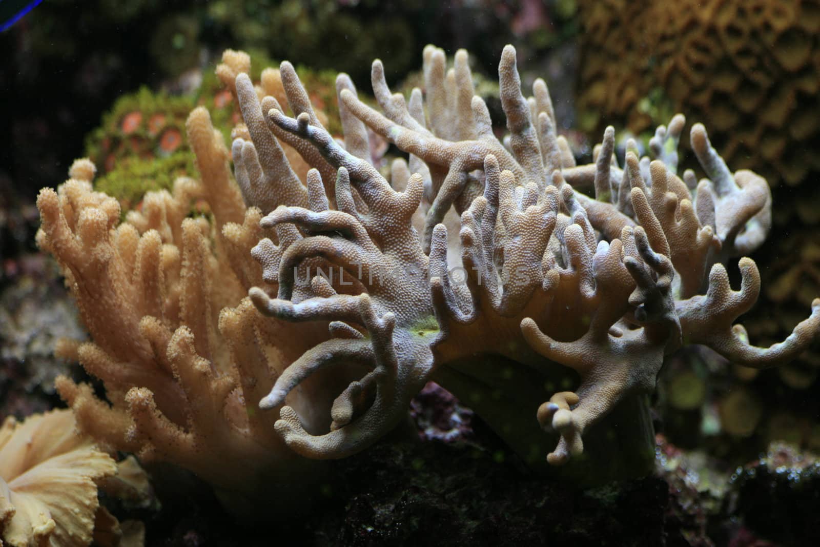 nice aquarium background with exotic sea plants 