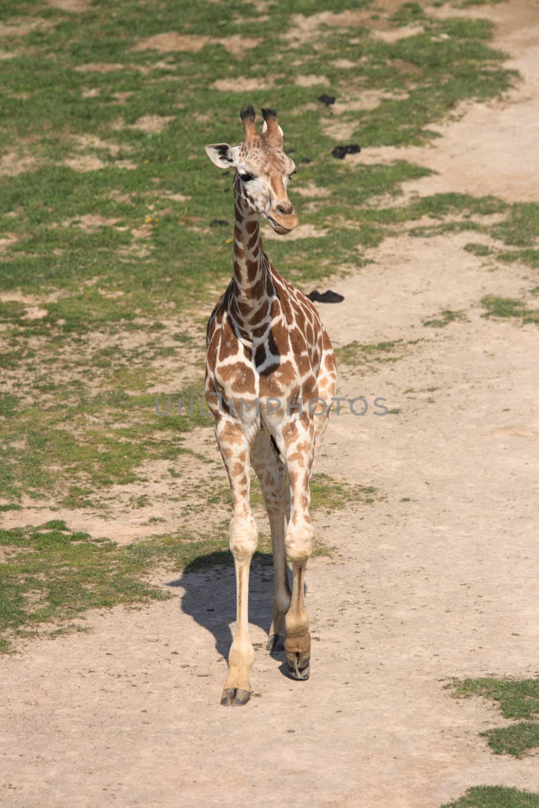 very nice giraffe from the wild nature 