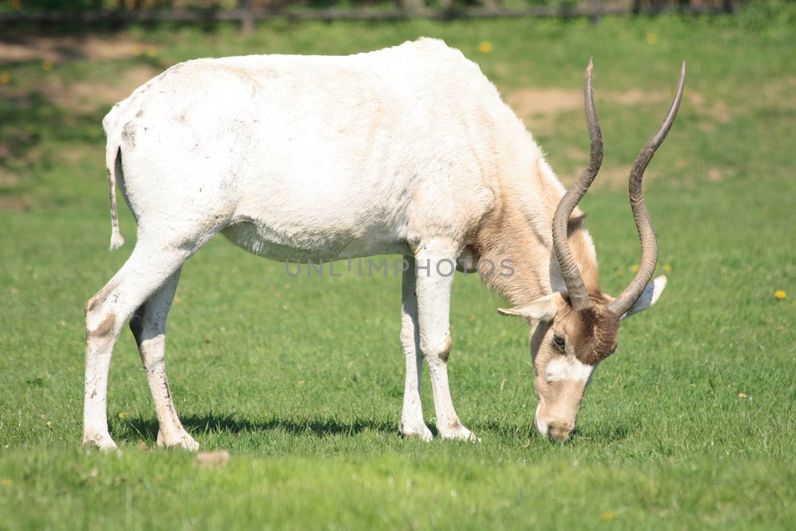 antelope on the grass from the Prague ZOO