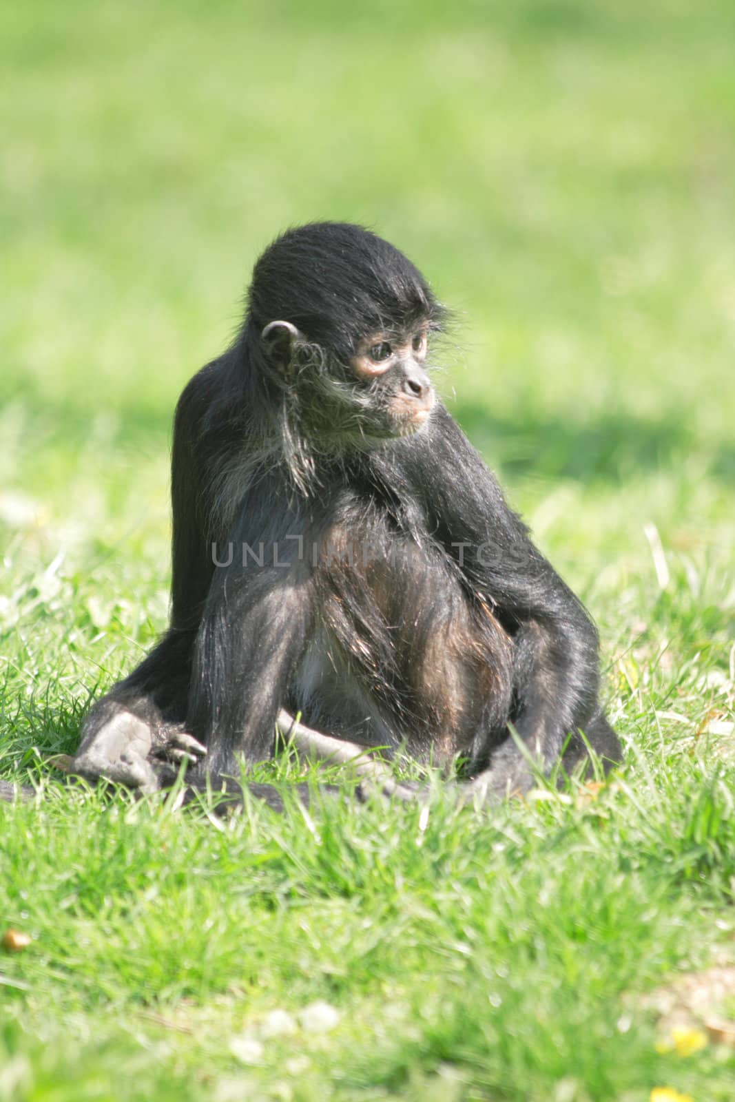 small black monkey on the green grass