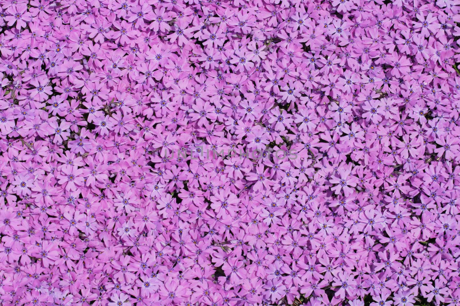 violet flowers as very nice color natural background
