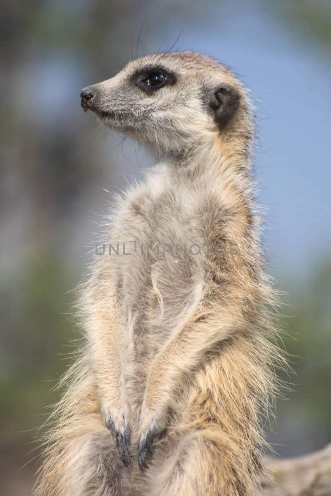 very nice suricata from the wild nature 