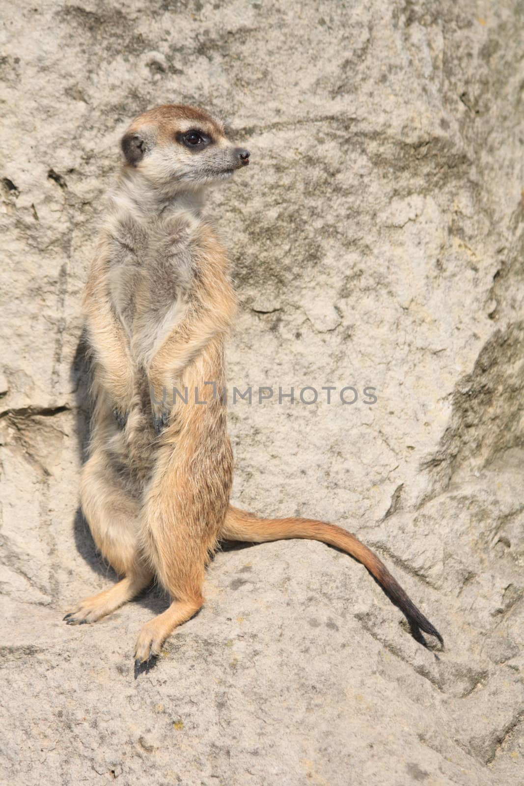 very nice suricata from the wild nature 